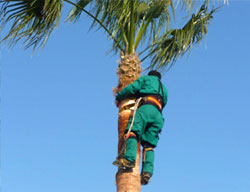 Tree Service Newcastle