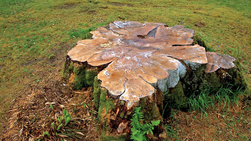 Stump Grinding Newcastle